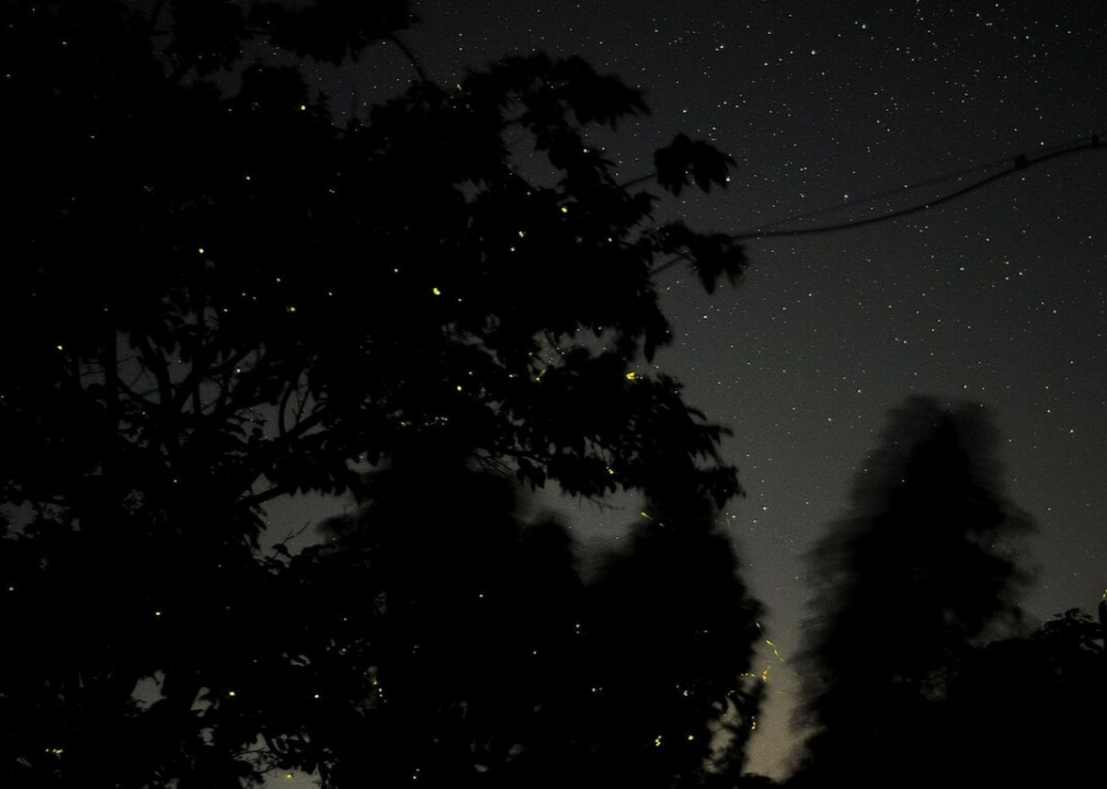 #51. Congaree: Follow the fireflies